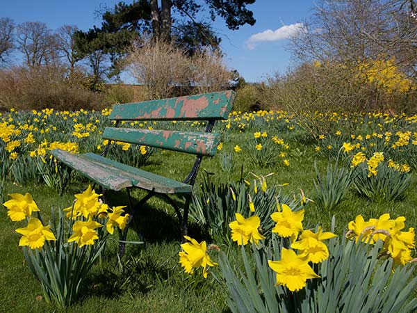 Daffodil Days