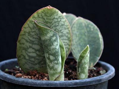 Sansevieria Masoniana