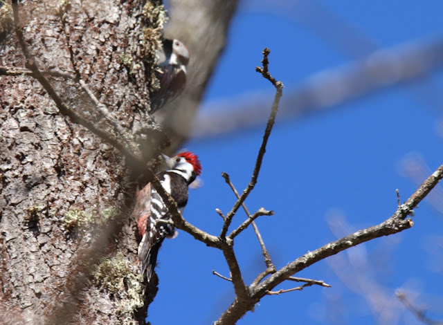 Pico mediano (Dendrocopos medius)