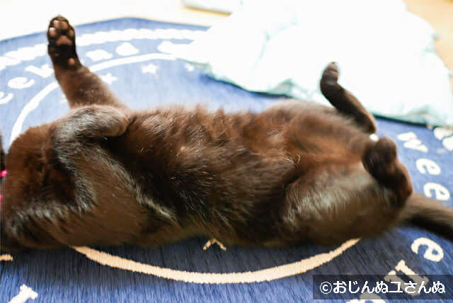 仰向けの黒猫の柔らかい胴体