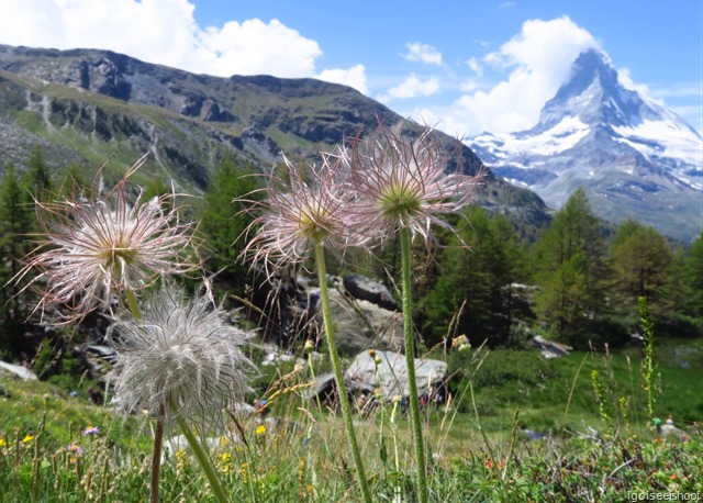 Wild flowers and the Matterhorn 