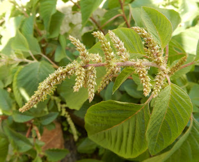 野莧菜的花序