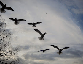 Ring-billed gulls in flight over Sunset Bay, White Rock Lake, Dallas, Texas