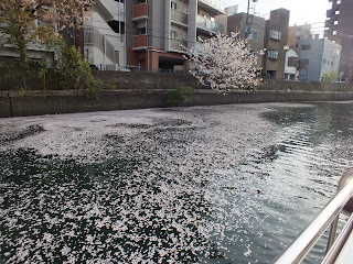 桜が水面にういて綺麗！