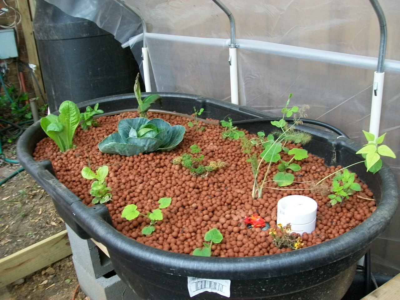 3x5 Aquaponics