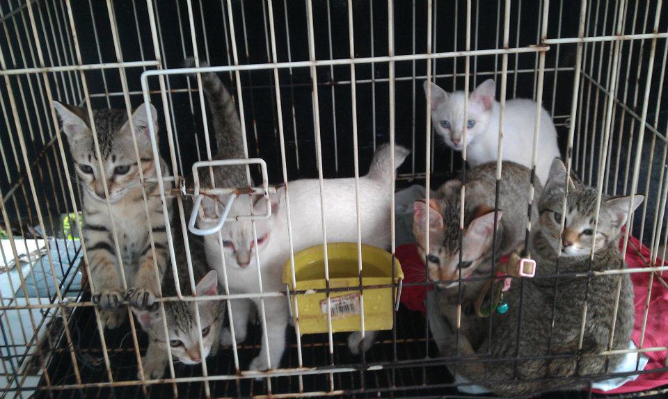 S.C.R.A.T.C.H: Aunty Tan Chin Cats Care Mission (Part I)