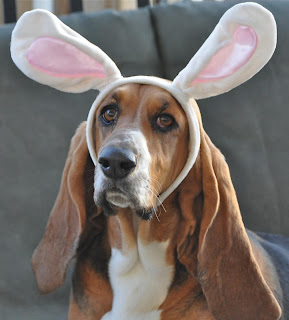 Pets dressed up for Easter