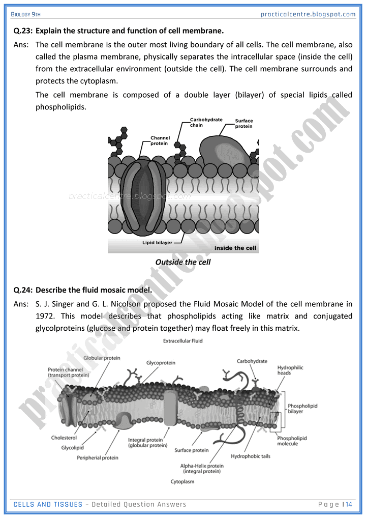 cells-and-tissues-detailed-question-answers-biology-9th-notes