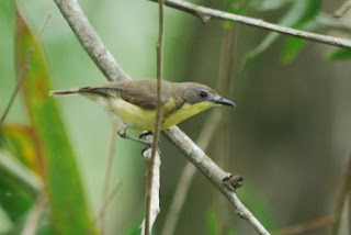 Golden-bellied Gerygone, Lorong Halus