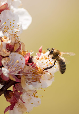 Close-up of a bee on white, pink and yellow flowers. Photo by Janosch Digglemann on Unsplash