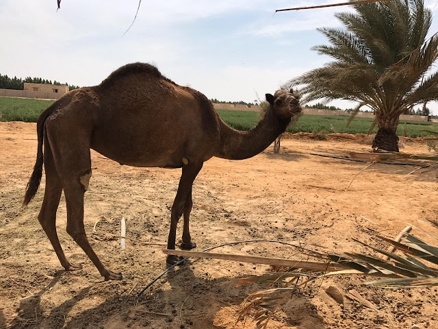 سلامه بن فياض : الهجن في تقدم و ازدهار