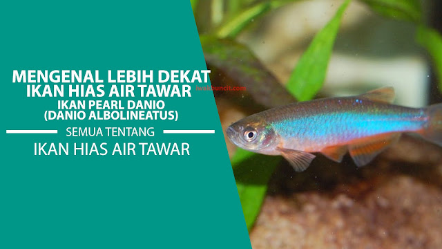 Mengenal Lebih Dekat Ikan Pearl Danio: Asal-usul, Kebiasaan, Sifat dan Cara Perawatannya