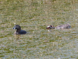 Podilymbus podiceps - Grèbe à bec bigarré - Grèbe à gros bec - Grèbe à bec cerclé 