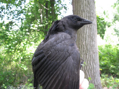 common grackle. common grackle male. common