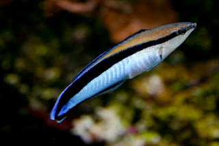 Bluestreak Cleaner Wrasse