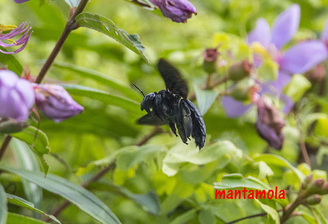 Carpenter Bee (Xylocopa latipes)