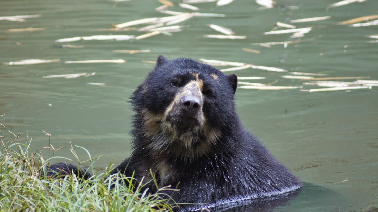 Brazilian Bear