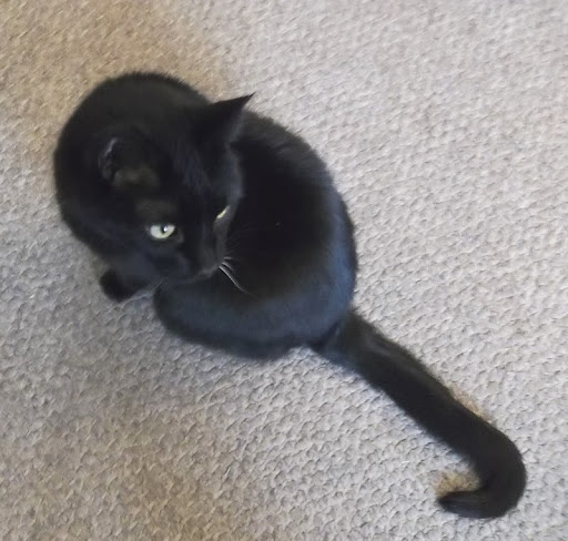 katana cat