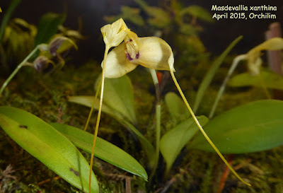 Masdevallia xanthina care and culture