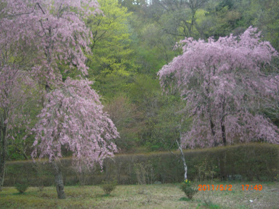 板室温泉 ドライブの桜