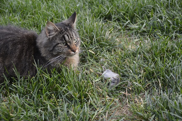 katt pus pusekatt kattepus