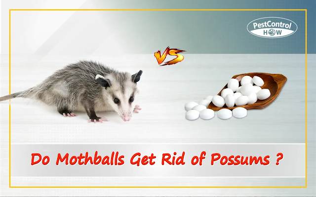 do-mothballs-get-rid-of-possums