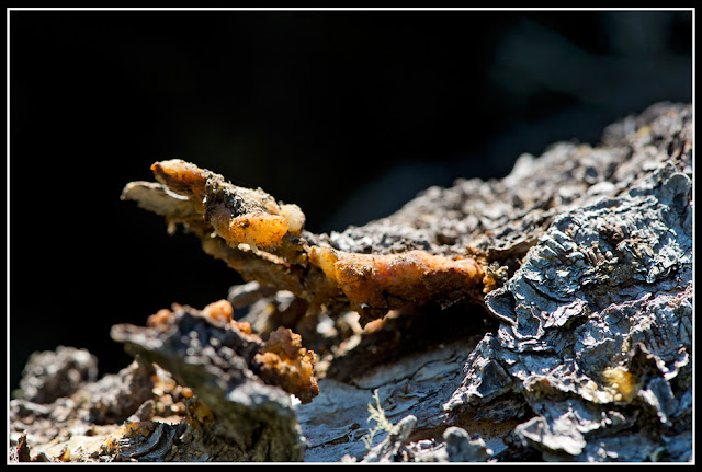 Nova Scotia, Gaff Point; Sap