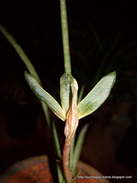 兰花 花:lanhua-09020112315514