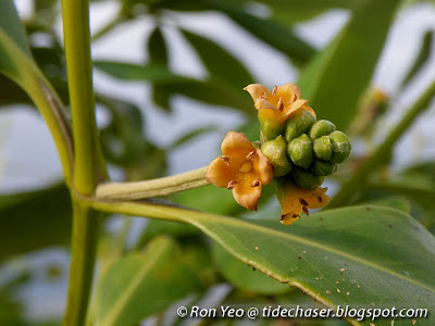 Api-api Jambu (Avicennia marina)