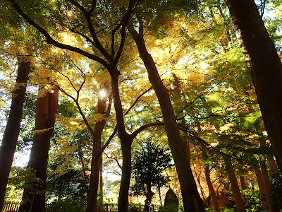 鎌倉宮神苑の紅葉・黄葉