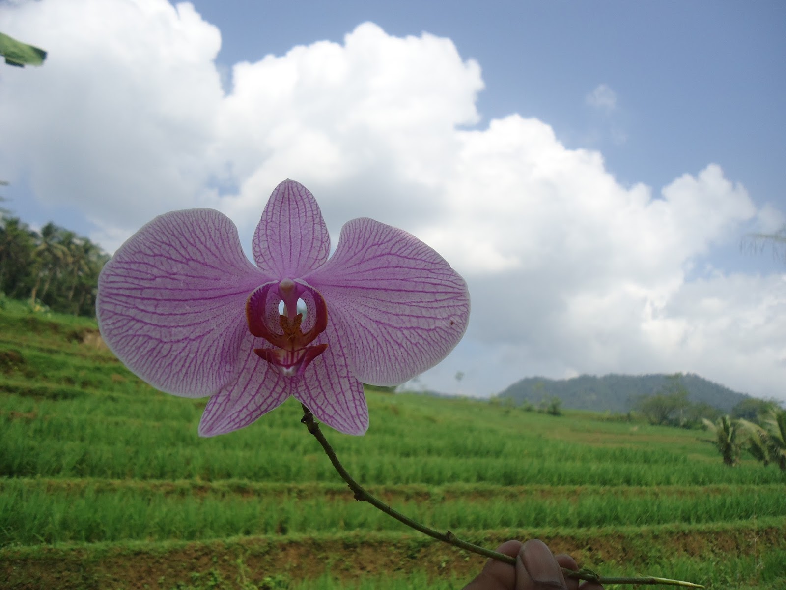  Wallpaper  Bunga  Anggrek Ungu  Corak Di Sawah Rumah Daun Muda 