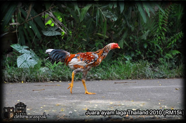 Ayam Sabung