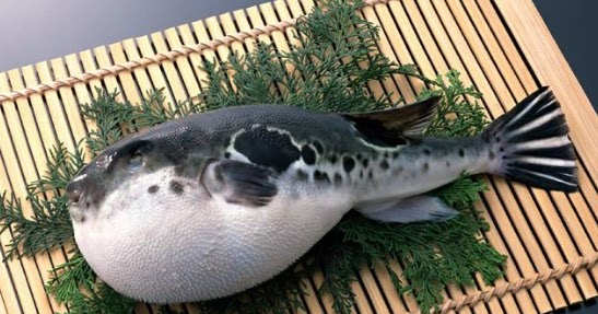 Nama Nama Ikan dan Binatang  Laut dalam Bahasa  Jepang 