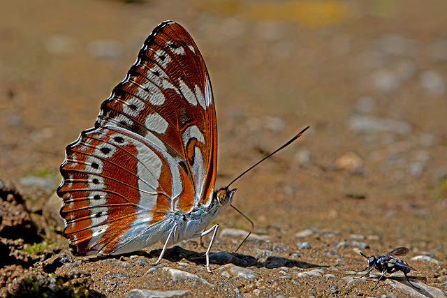 Athyma asura the Studded Sergeant butterfly