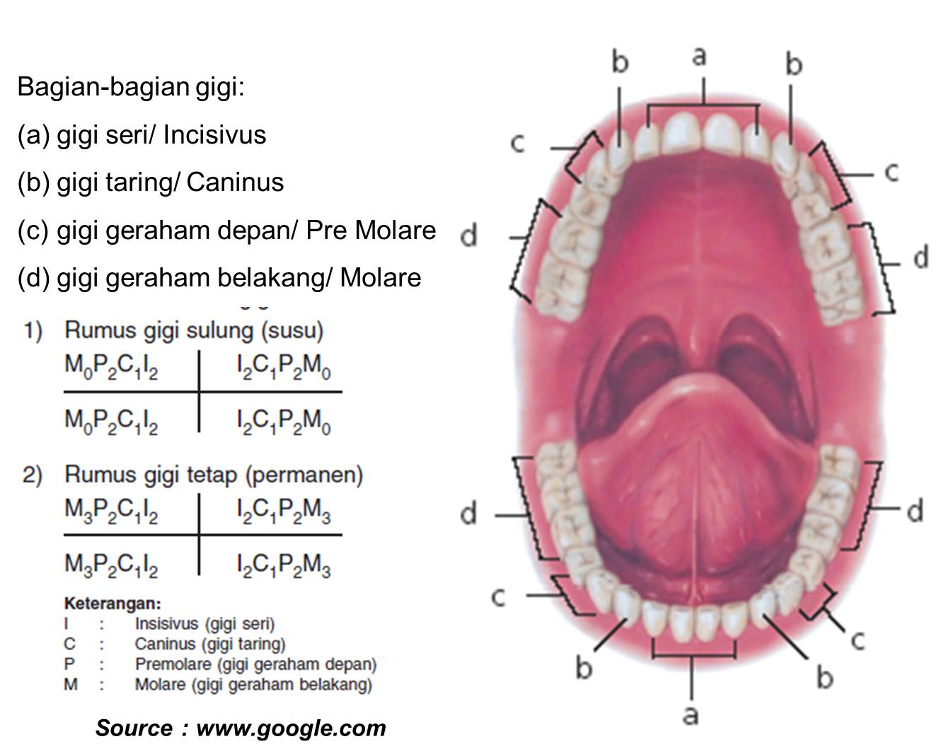 Step to Health Expert of Dental gambar dan keterangan 