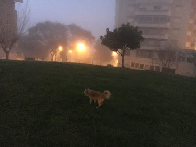 O nosso cãozinho Cookie