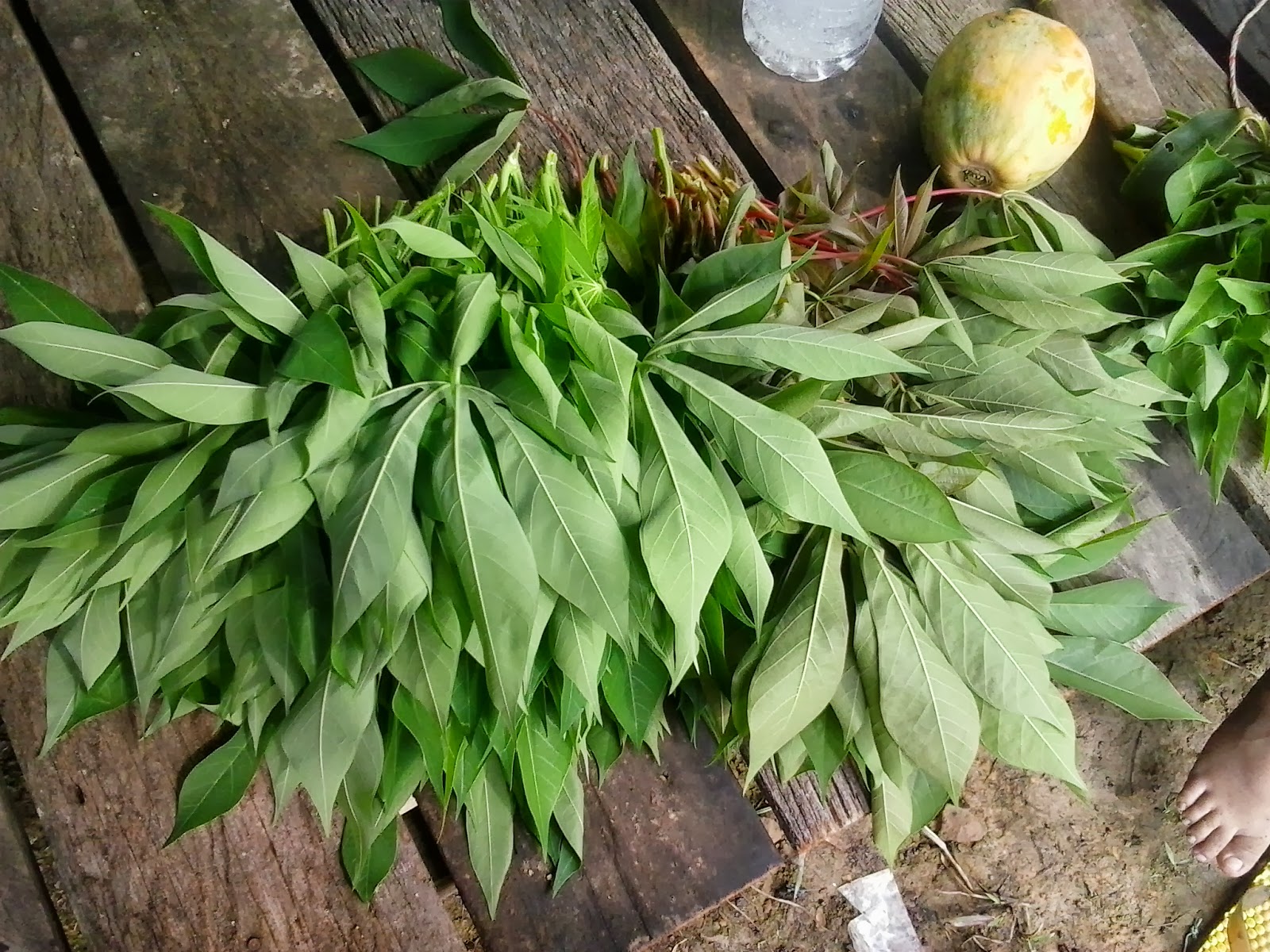 Iban Ba Semenanjung: Daun Empasa / Daun Jabang / Pucuk Ubi