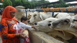 Teach loving cow to you child for healthy life