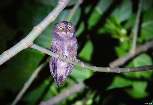 Sulawesi Scops Owl