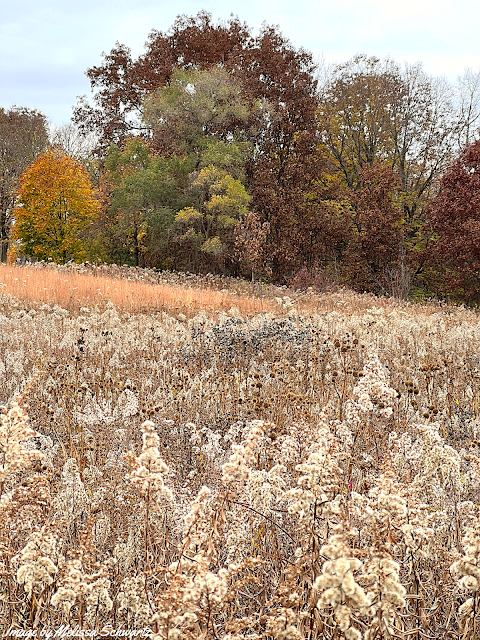 A few trees rose above the goldenrod, coneflowers and other native flowers that had gone to seed.