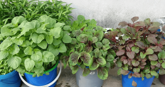 Daun Kuning, Bergulung Tanda Pokok Sayur Terlebih Cahaya, Ikut Panduan Keperluan Cahaya Ini Supaya Tanaman Subur