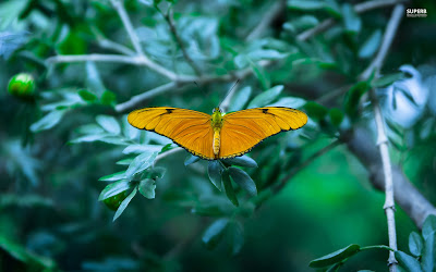 Yellow butterfly wallpaper