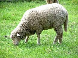 El FEDA dona RD$5 millones a la DIGEGA para desarrollar producción ovino caprino del país