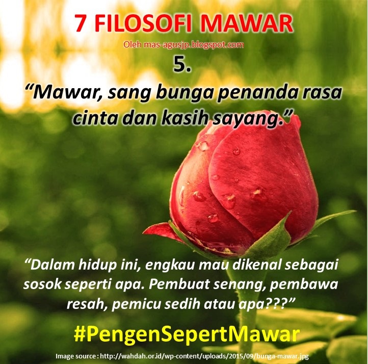 Kata Kata Bijak Filosofi  Mawar  AJP Creations