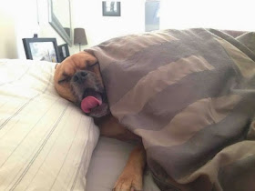 Cute dogs - part 9 (50 pics), dog sleeping with his tongue out and covers with blanket