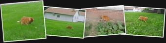 View Hiro's vole Hunt