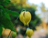 Clematis © H. Brune