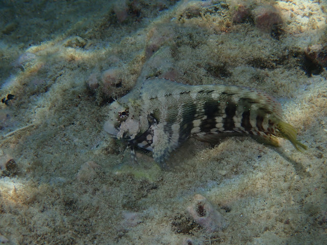 Salarias fasciatus