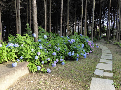 長尾の寺・正俊寺の紫陽花庭園