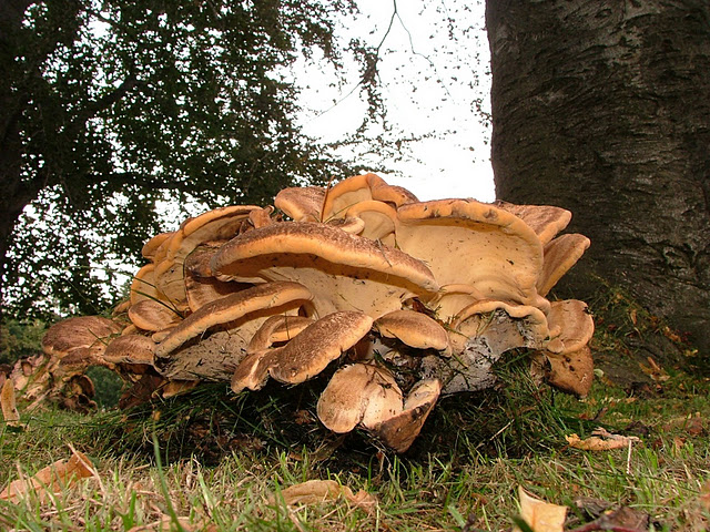 Meripilus giganteus